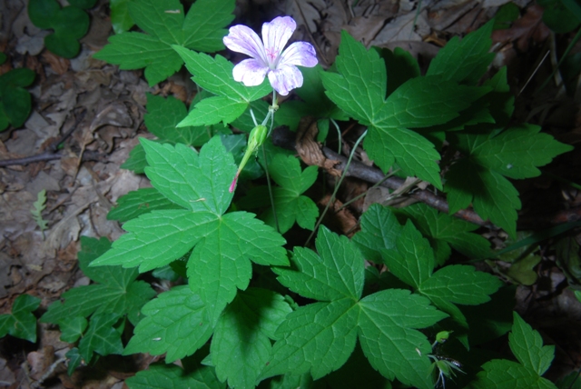 Geranium nodosum